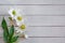 Â Hellebore flowers helleborus orientalis on white wooden back